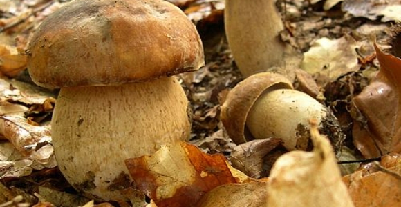 Funghi calabresi