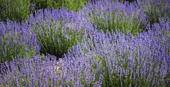 Parco di lavanda