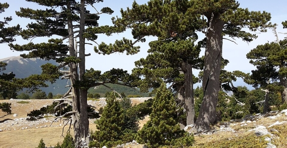 Giardino degli Dei - Pollino